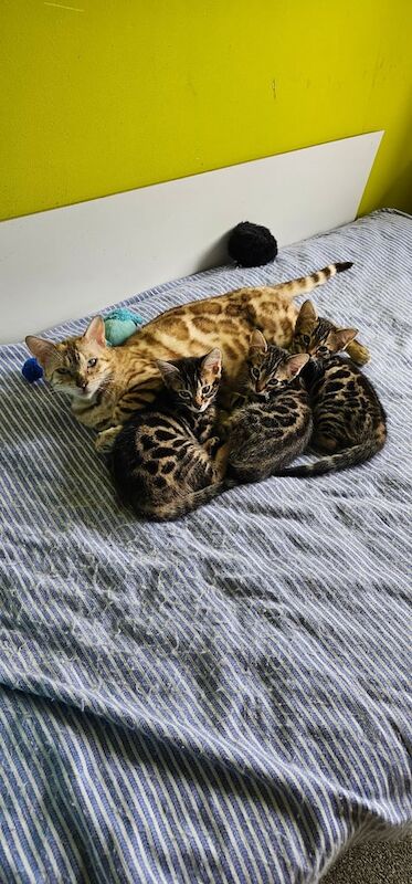 bengal kittens for sale in Rugby, Warwickshire