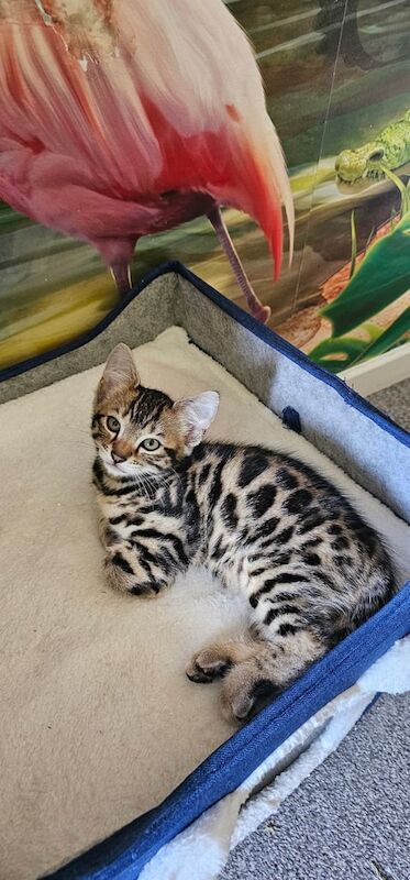 bengal kittens for sale in Rugby, Warwickshire | Image 2