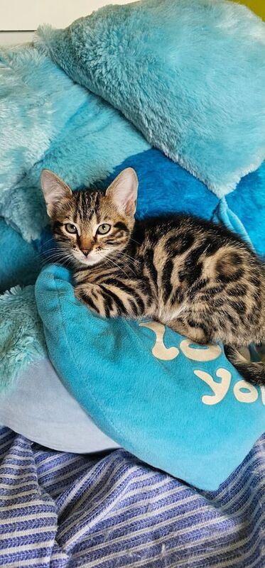 bengal kittens for sale in Rugby, Warwickshire | Image 3
