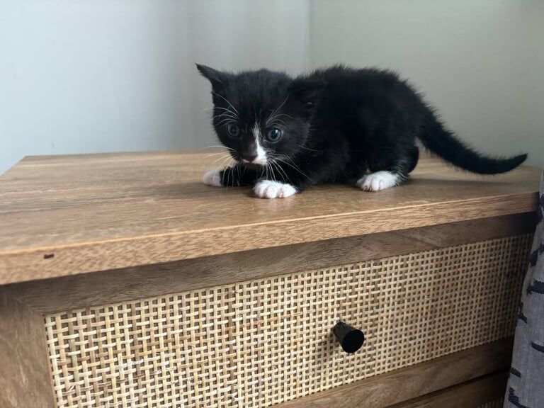 BENGAL kittens 🐱 for sale in Midsomer Norton, Somerset