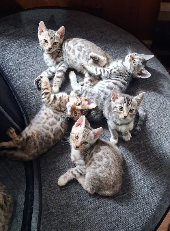 Bengal kittens for sale in Streatham, Greater London – 9 weeks old