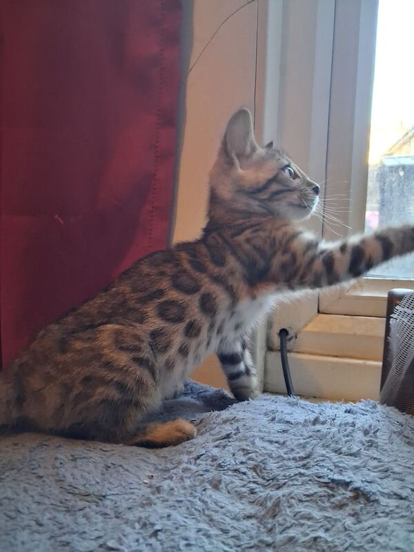 Bengal kittens for sale in Streatham, Greater London – 9 weeks old - Image 2 of 3