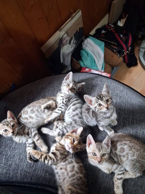 Bengal kittens for sale in Streatham, Greater London – 9 weeks old - Image 3 of 3