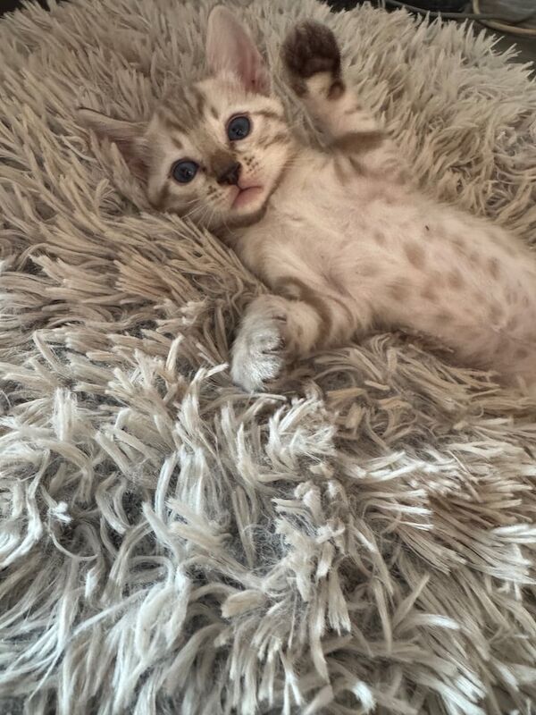 Bengal kittens for sale in Bexleyheath, Greater London – 7 weeks old