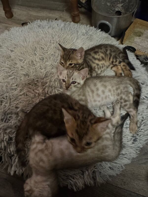 Bengal kittens for sale in Bexleyheath, Greater London – 7 weeks old - Image 2 of 3