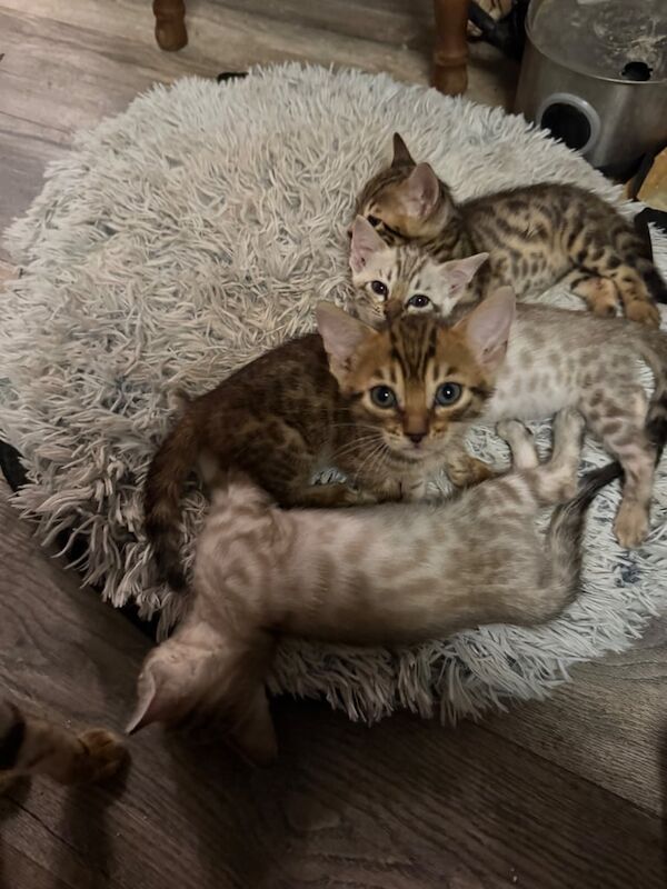 Bengal kittens for sale in Bexleyheath, Greater London – 7 weeks old - Image 3 of 3
