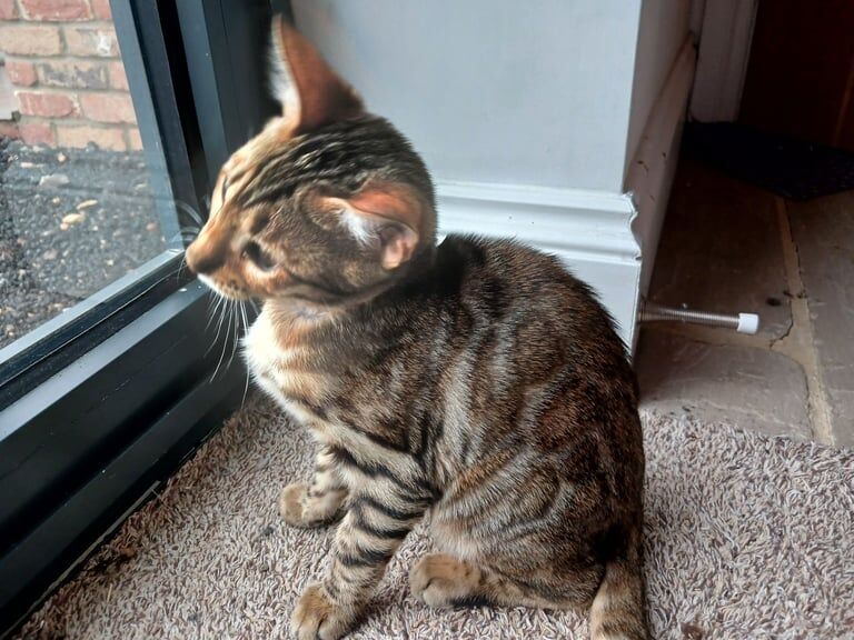 Bengal kittens for sale in Wisbech, Cambridgeshire – 3 months old - Image 3 of 3