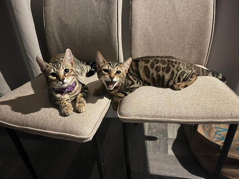 Bengal kittens for sale in Enfield, Greater London – 11 weeks old