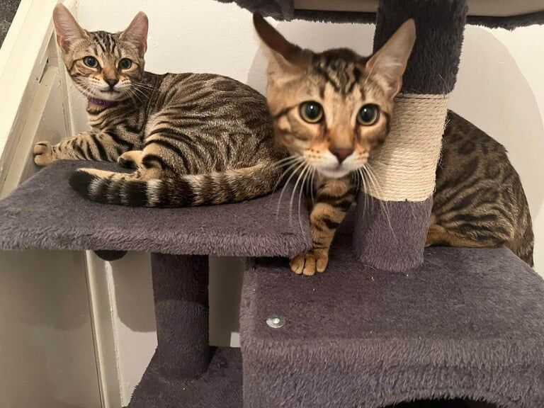 Bengal kittens for sale in Enfield, Greater London – 11 weeks old - Image 2 of 3