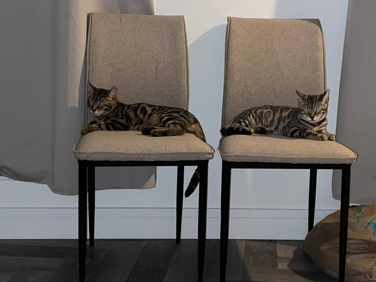 Bengal kittens for sale in Enfield, Greater London – 11 weeks old - Image 3 of 3