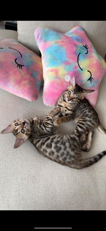 Bengal kittens for sale in London – 10 weeks old