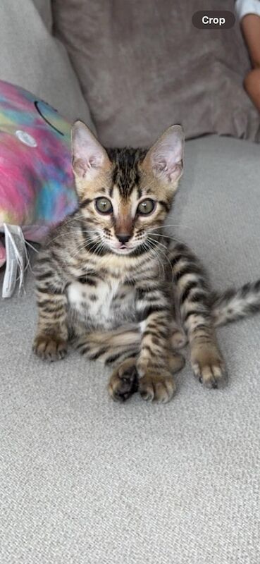 Bengal kittens for sale in London – 10 weeks old - Image 2 of 3