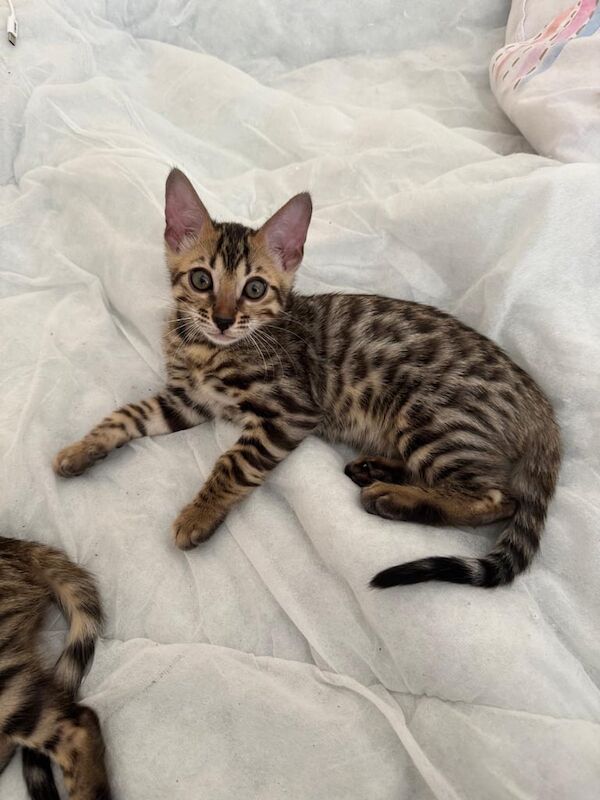 Bengal kittens for sale in London – 10 weeks old - Image 3 of 3