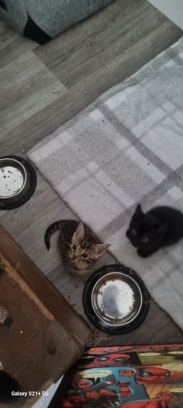 Bengal kittens for sale in Norwich, Norfolk – 5 weeks old