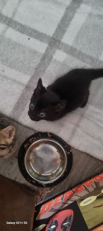 Bengal kittens for sale in Norwich, Norfolk – 5 weeks old - Image 2 of 3
