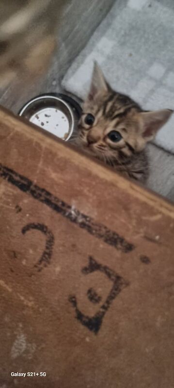 Bengal kittens for sale in Norwich, Norfolk – 5 weeks old - Image 3 of 3