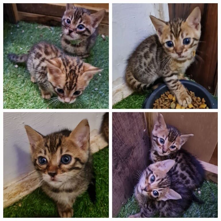 Bengal kittens for sale in Norwich, Norfolk – 7 weeks old