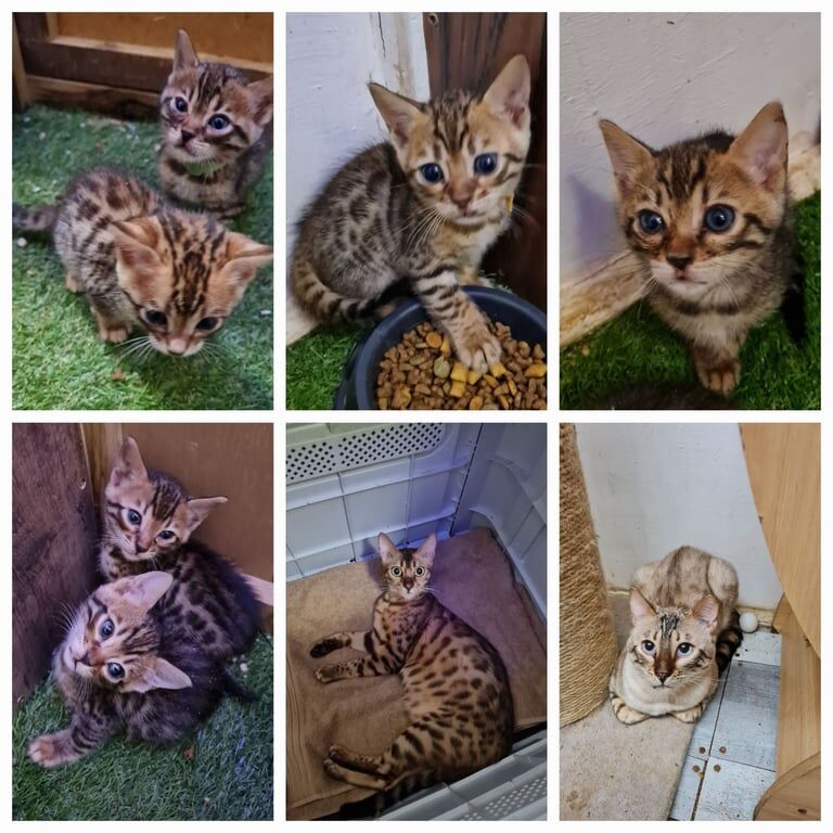 Bengal kittens for sale in Norwich, Norfolk – 7 weeks old - Image 2 of 3