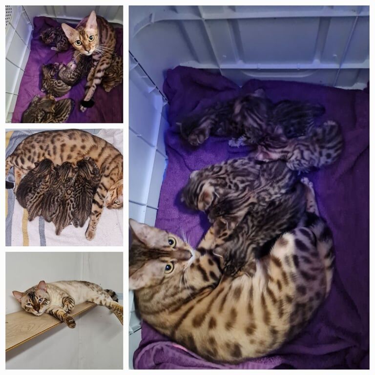 Bengal kittens for sale in Norwich, Norfolk – 7 weeks old - Image 3 of 3