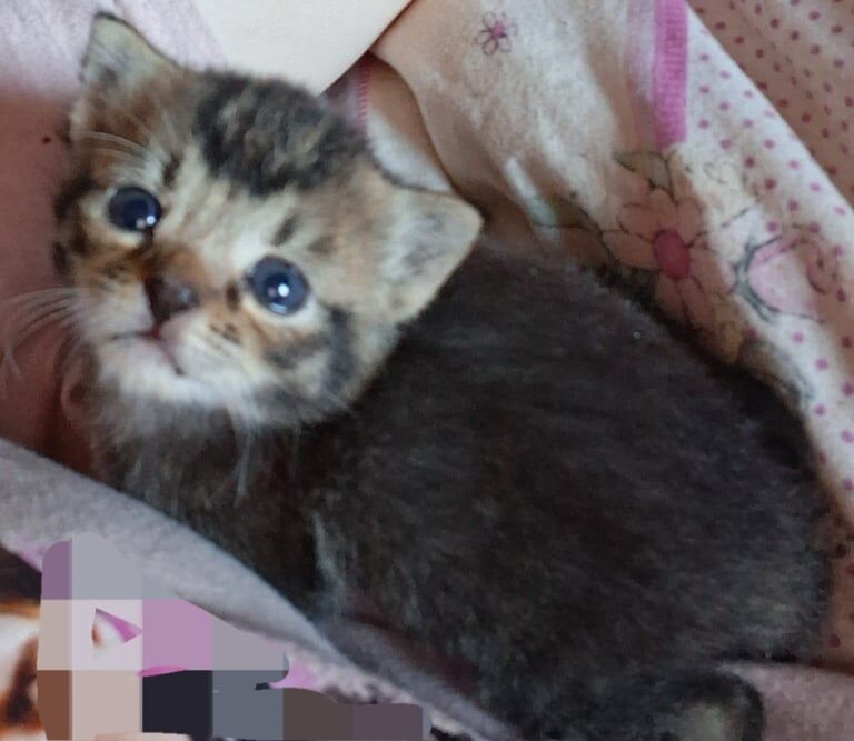 Bengal kittens for sale in Dawlish, Devon – 11 weeks old