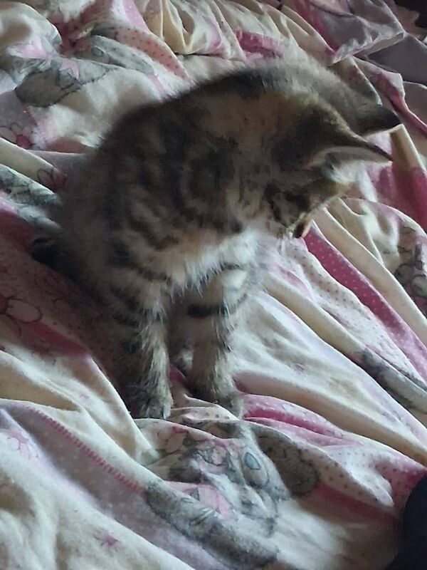 Bengal kittens for sale in Dawlish, Devon – 11 weeks old - Image 2 of 3