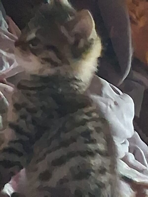 Bengal kittens for sale in Dawlish, Devon – 11 weeks old - Image 3 of 3