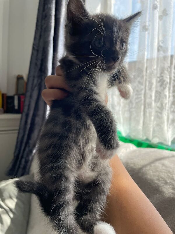 Bengal kittens for sale in Wednesbury, West Midlands – 6 weeks old