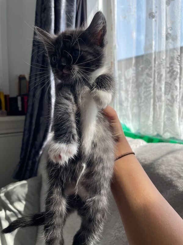 Bengal kittens for sale in Wednesbury, West Midlands – 6 weeks old - Image 2 of 3