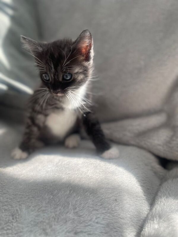 Bengal kittens for sale in Wednesbury, West Midlands – 6 weeks old - Image 3 of 3