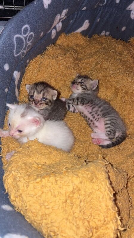 Bengal kittens for sale in Arbroath, Angus – 4 weeks old