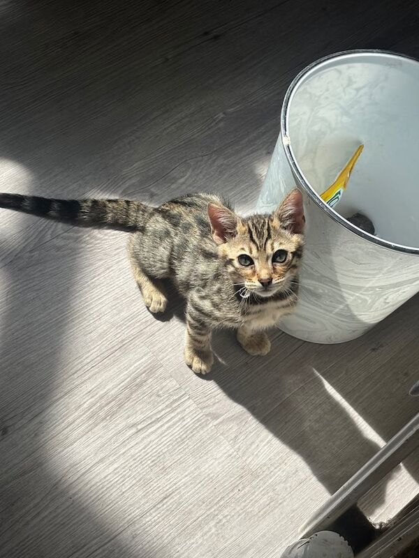 Bengal kittens for sale in Bournemouth, Dorset – 10 weeks old