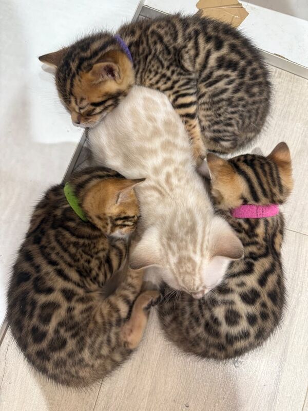 Bengal kittens for sale in Dover, Kent – 3 weeks old
