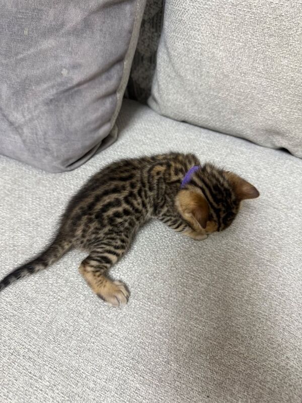 Bengal kittens for sale in Dover, Kent – 3 weeks old - Image 3 of 3