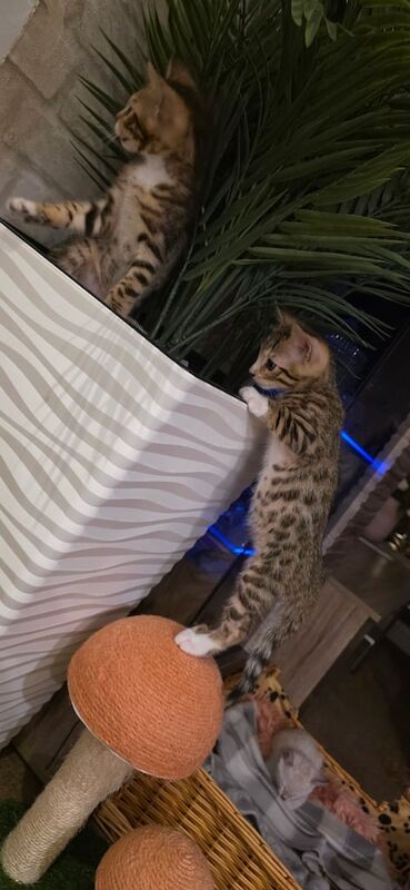 Bengal kittens for sale in Leicester, Leicestershire – 9 weeks old
