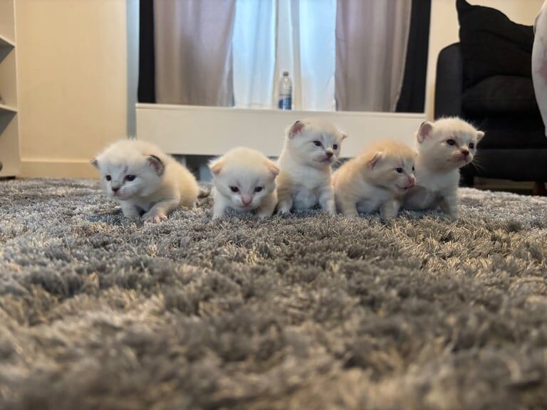 Bengal kittens for sale in Camborne, Cornwall – 7 weeks old