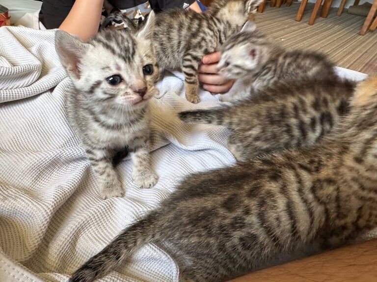 Bengal kittens for sale in Falkirk, Stirling and Falkirk – 3 months old - Image 2 of 3