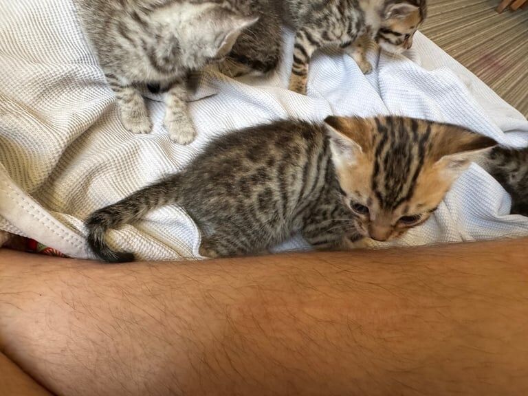 Bengal kittens for sale in Falkirk, Stirling and Falkirk – 3 months old - Image 3 of 3