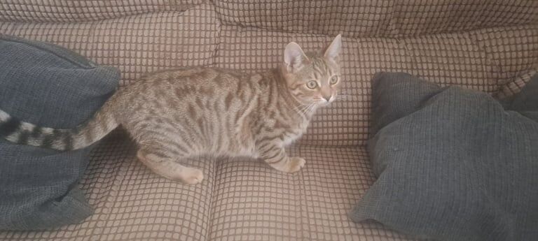 Bengal kittens for sale in Telford, Shropshire – 5 months old