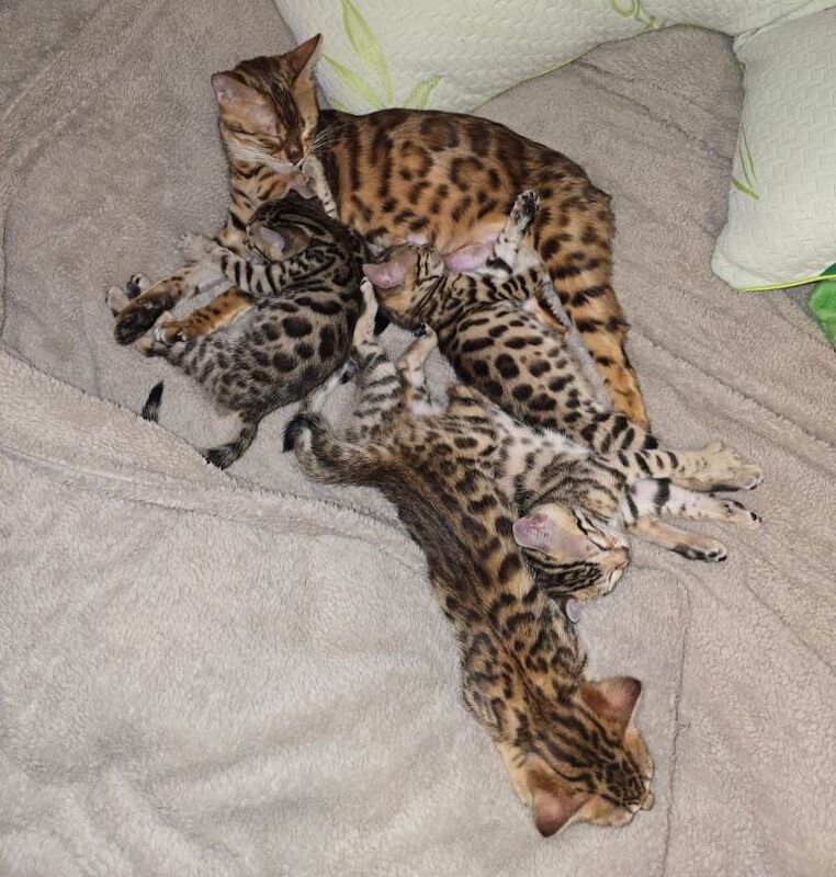 Bengal kittens for sale in Bury, Greater Manchester – 8 weeks old