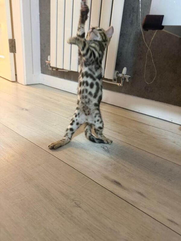 Bengal kittens for sale in Edinburgh, City of Edinburgh – 8 weeks old
