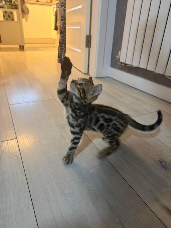 Bengal kittens for sale in Edinburgh, City of Edinburgh – 8 weeks old - Image 2 of 3
