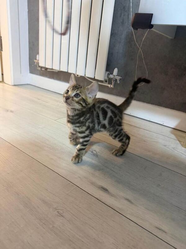 Bengal kittens for sale in Edinburgh, City of Edinburgh – 8 weeks old - Image 3 of 3