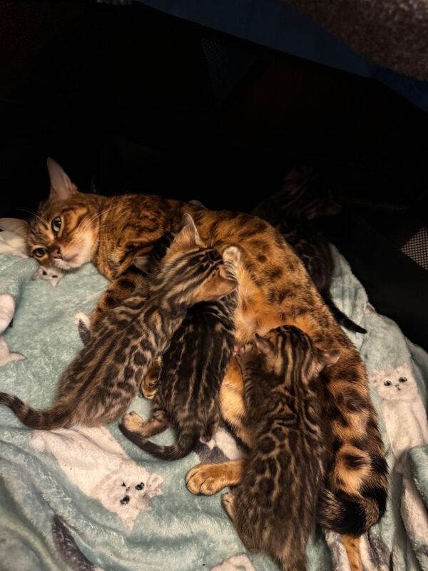 Bengal kittens for sale in Poole, Dorset – 4 weeks old