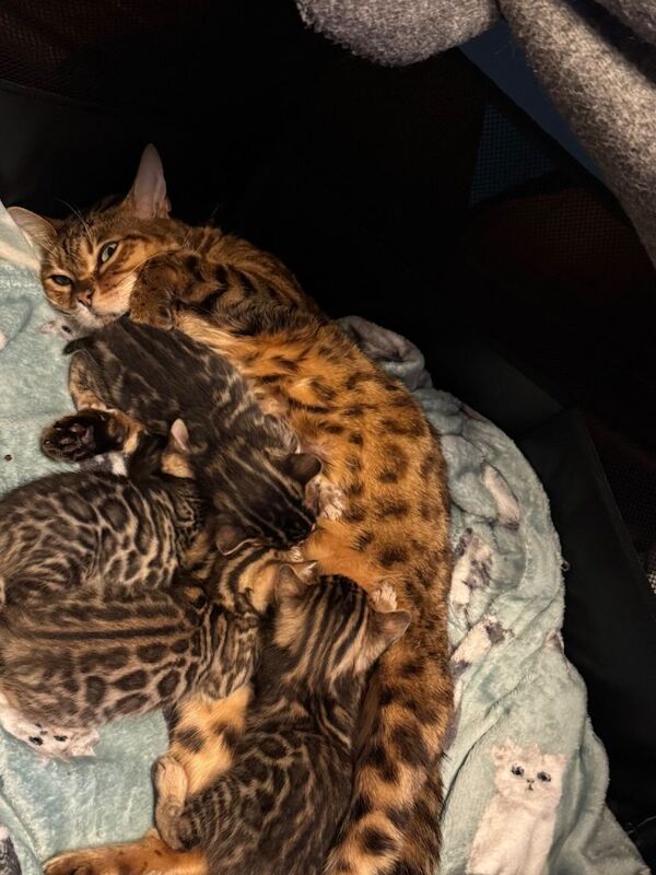 Bengal kittens for sale in Poole, Dorset – 4 weeks old - Image 2 of 6