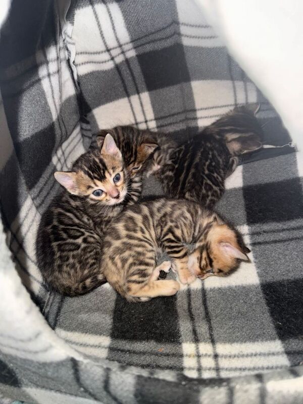 Bengal kittens for sale in Poole, Dorset – 4 weeks old - Image 3 of 6