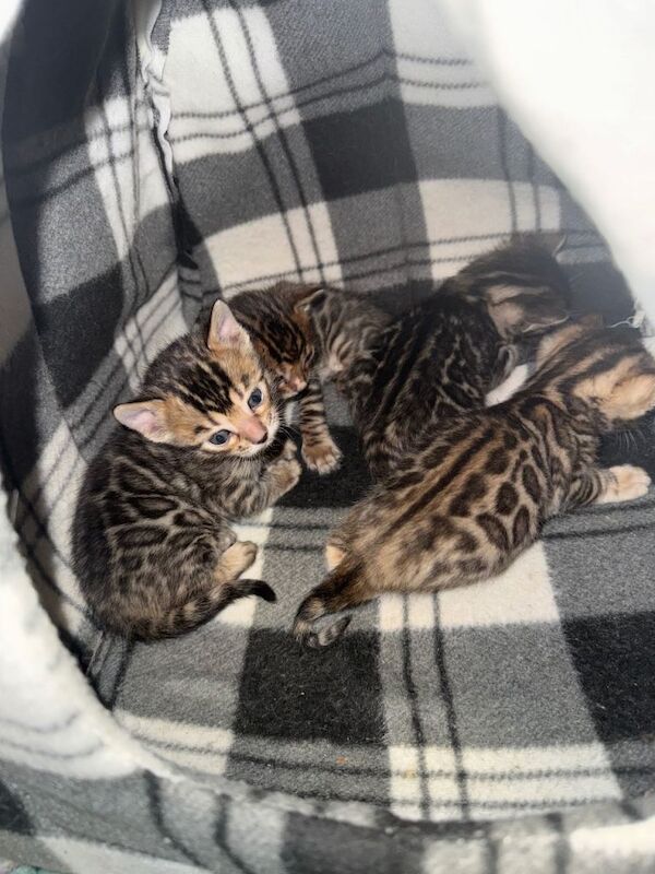 Bengal kittens for sale in Poole, Dorset – 4 weeks old - Image 4 of 6