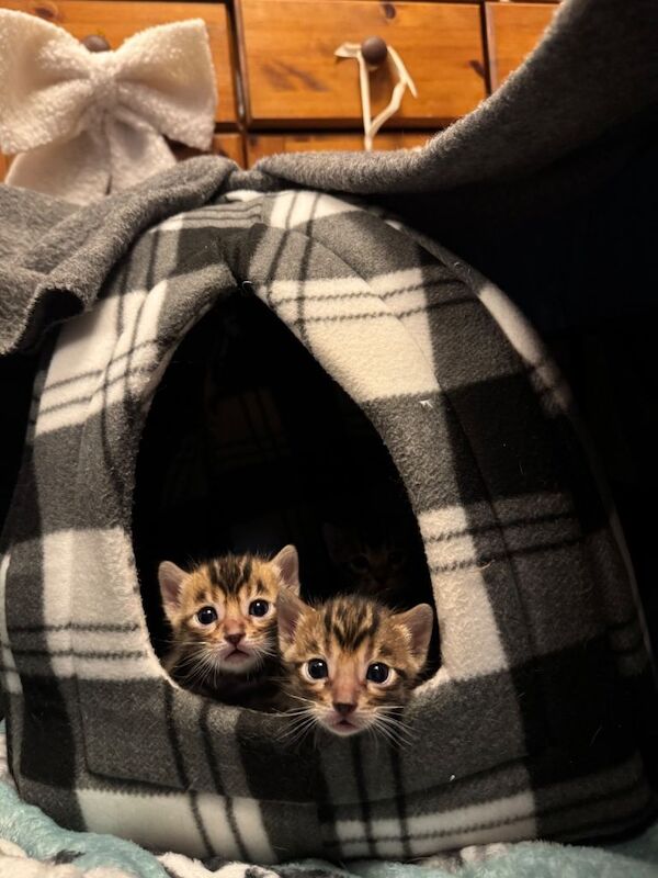 Bengal kittens for sale in Poole, Dorset – 4 weeks old - Image 6 of 6