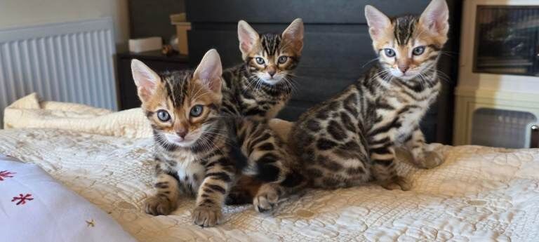 Bengal kittens for sale in Poole, Dorset – 10 weeks old