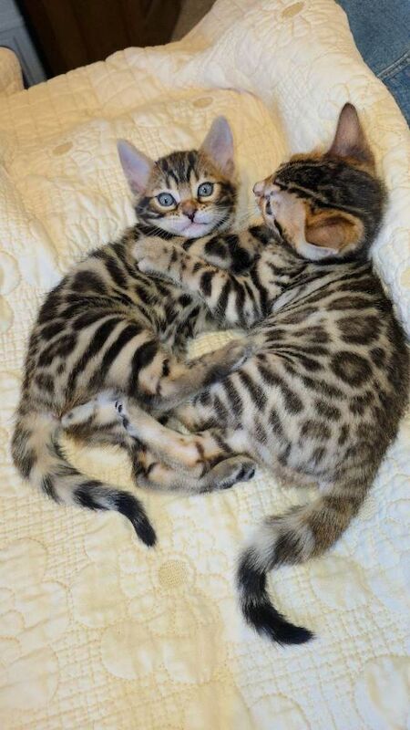 Bengal Kittens - Image 3 of 3