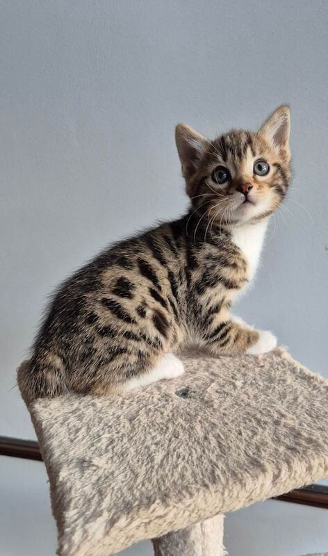 Bengal kittens for sale in Crumpsall, Manchester – 9 weeks old